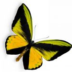 butterfly-1379-6-0%d1%855-0
