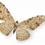 butterfly-1382-6-0%d1%855-0