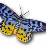 butterfly-1383-5-0%d1%854-0
