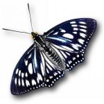 butterfly-1384-4-0%d1%854-0