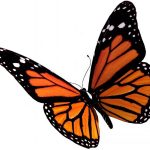 butterfly-1389-3-8%d1%853-3