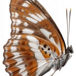 butterfly-1390-4-0%d1%856-0