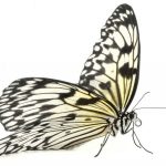 butterfly-1392-3-0%d1%853-0