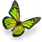 butterfly-1397-5-0%d1%855-0