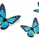 butterfly-1398-5-1%d1%853-6