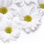 flowers-13101-4-0%d1%853-0