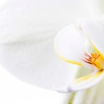 flowers-13102-7-0%d1%855-0