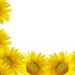 flowers-13111-7-0%d1%855-0