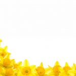 flowers-13112-6-0%d1%854-0