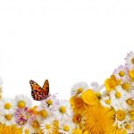 flowers-13114-5-0%d1%853-0