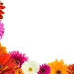 flowers-13115-6-0%d1%854-0