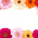 flowers-13116-8-0%d1%855-0