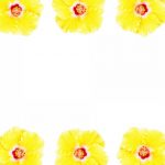 flowers-13117-7-0%d1%855-0