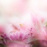 flowers-13121-4-0%d1%854-0