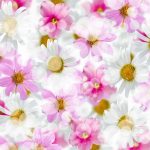 flowers-13124-4-5%d1%854-5