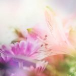 flowers-13129-5-0%d1%853-0