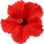 flowers-1314-4-7%d1%854-8