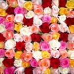 flowers-13144-4-6%d1%853-6