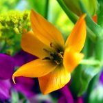 flowers-13145-5-1%d1%853-8