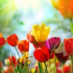 flowers-13146-7-0%d1%855-0