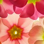flowers-13147-6-1%d1%854-6