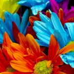 flowers-13149-4-8%d1%853-2