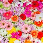 flowers-13151-5-6%d1%853-7