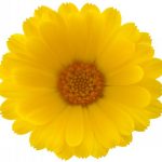 flowers-1321-5-0%d1%855-0