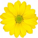 flowers-1328-5-0%d1%855-0