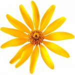 flowers-1331-5-9%d1%855-8