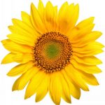 flowers-1335-5-0%d1%855-0