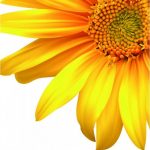 flowers-1336-unlimith