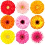 flowers-1337-5-0%d1%855-0