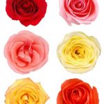 flowers-1338-4-0%d1%855-0