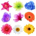 flowers-1339-4-4%d1%854-4