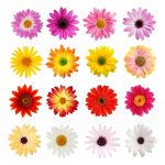 flowers-1340-5-2%d1%855-2