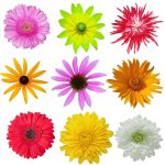 flowers-1341-4-0%d1%854-0