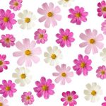 flowers-1342-7-0%d1%856-0