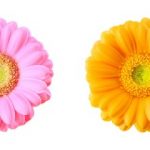 flowers-1343-10-0%d1%852-7