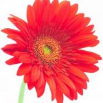 flowers-1346-3-2%d1%853-6