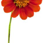 flowers-1347-2-0%d1%854-0
