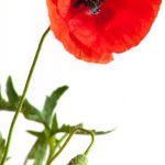 flowers-1351-2-0%d1%855-0