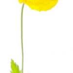 flowers-1356-3-0%d1%858-0