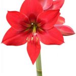 flowers-1357-4-0%d1%855-0