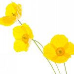 flowers-1370-3-0%d1%853-0