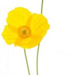 flowers-1371-2-0%d1%854-0