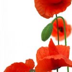 flowers-1380-2-0%d1%853-0