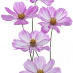 flowers-1394-0-0%d1%850-0
