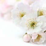 flowers-1399-3-2%d1%852-3