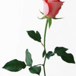 flowers_13255